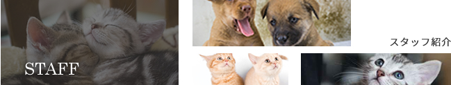 スタッフ紹介