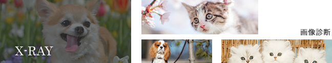 画像診断