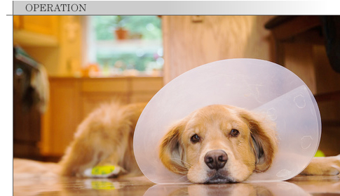 避妊・去勢・各種手術